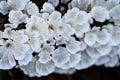 White tree fungi on a dead branch inside the forest