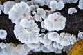 White tree fungi on a dead branch inside the forest