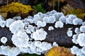 White tree fungi on a dead branch inside the forest