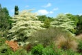 White tree garden. Royalty Free Stock Photo