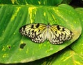 White tree nymph Royalty Free Stock Photo