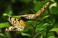 White tree nymph butterflies Royalty Free Stock Photo