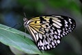 White tree nymph butterfly Royalty Free Stock Photo