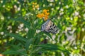 White tree nymph butterfly on a plant Royalty Free Stock Photo