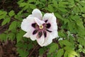 White tree peony flower close-up Royalty Free Stock Photo