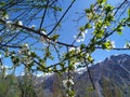 White tree plant flowers with mesmerizing snow caped mountains Royalty Free Stock Photo