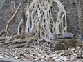 White Tree Roots