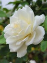 White tree rose with dew