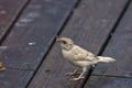 White tree sparrow,albino Royalty Free Stock Photo