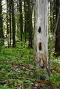 Woodpecker`s Tree in forest