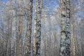 White tree trunks against the blue sky. Birch forest on a winter frosty sunny day. Royalty Free Stock Photo