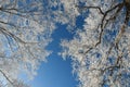 White tree under blue sky Royalty Free Stock Photo