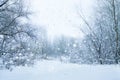 White trees and bushes. Quiet snow day on a forest. Calm winter landscape. Royalty Free Stock Photo