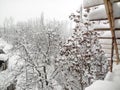 White trees due to snow