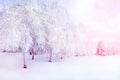 White trees in the snow in the city park. Beautiful winter landscape in pink and blue color.