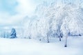 White trees in the snow in the city park. Beautiful winter landscape. Royalty Free Stock Photo