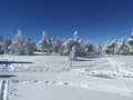 White Trees after snowing