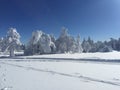 White Trees after snowing