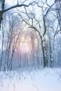 White trees and sunlight in fog. Quiet snowy day on a forest. Calm winter landscape.