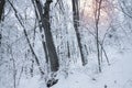 White trees and sunlight in fog. Quiet snowy day on a forest. Calm winter landscape.