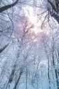 White trees and sunlight in fog. Quiet snowy day on a forest. Calm winter landscape.