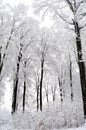 White trees in winter season