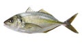 White trevally, striped jack, shima aji, Pseudocaranx dentex