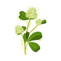 White Trifolium Flower Head on Green Stem with Trifoliate Leaf Vector Illustration