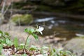 Trillium Growing on Forest Floor near Creek