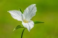 White Trillium flower