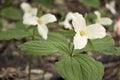 White Trillium Flowers in Bloom Royalty Free Stock Photo