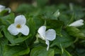 White Trillium grandiflorum, bright white flowers