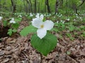 White trillium, large-flowered trillium, great white trillium, white wake-robin.