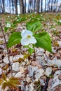 White Trillium Trillium nivale wild flower protected in Wisconsin Royalty Free Stock Photo