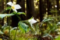 Trillium in a redwood forest