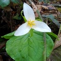 White Trillium Forest Blossom Portrait