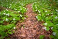 White Trillium Trail Winding Through Forest