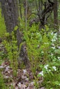 White Trilliums    805952 Royalty Free Stock Photo