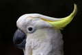 The beautiful white Sulphur crested -cacatua galerita -