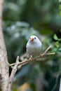 White tropical bird Royalty Free Stock Photo