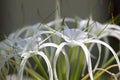 White tropical cultivated flowers with long petals