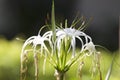 White tropical cultivated flowers with long petals