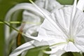 White tropical cultivated flowers with long petals