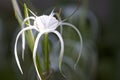 White tropical cultivated flowers with long petals