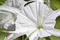 White tropical cultivated flowers with long petals