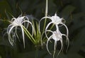 White tropical cultivated flowers with long petals