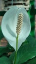 White tropical flower in fool bloom - the orchid house at the Botanical garden in Bucharest Royalty Free Stock Photo