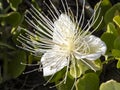 White tropical flower with long stigmas, Oman
