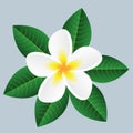 White tropical flower. Plumeria. Izolated element on the blue background