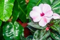 White, tropical flower with a purple center